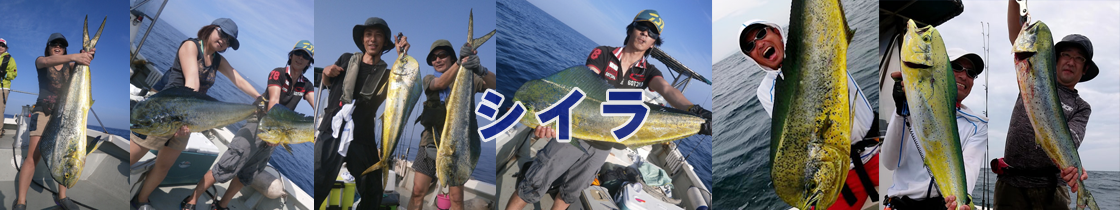 シイラ
