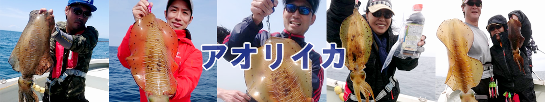 アオリイカ
